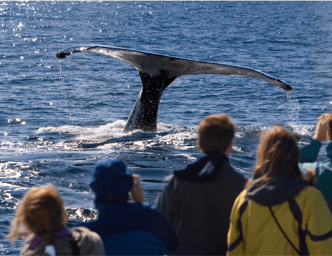 Whale watching in Bellingham, Washington.