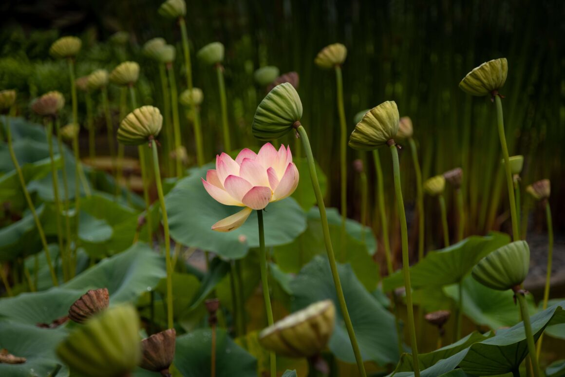 The rare plants of Lotusland can be found right outside Santa Barbara.